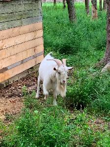Proven Nigerian Dwarf buck for sale - Photo 3
