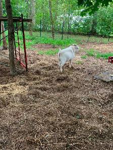 Proven Nigerian Dwarf buck for sale - Photo 4