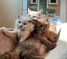 Rare/Purebred Short hair kittens☺️ - Photo 2