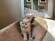 Rare/Purebred Short hair kittens☺️ - Photo 3