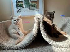 Rare/Purebred Short hair kittens☺️ - Photo 4