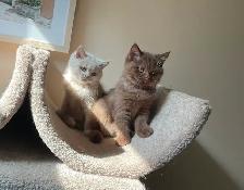 Rare/Purebred Short hair kittens☺️ - Photo 5