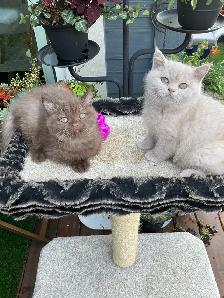 Rare/Purebred Short hair kittens☺️ - Photo 6