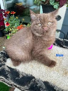 Rare/Purebred Short hair kittens☺️ - Photo 7