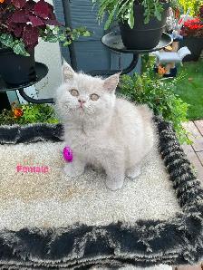 Rare/Purebred Short hair kittens☺️ - Photo 8