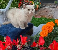 Rare/Purebred Short hair kittens☺️ - Photo 9