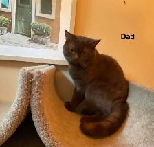 Rare/Purebred Short hair kittens☺️ - Photo 10