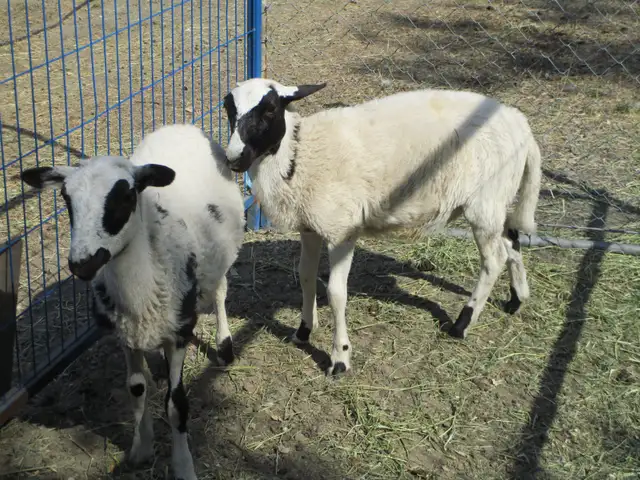 YWO WHETHER LAMBS