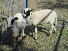 YWO WHETHER LAMBS
