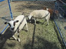 YWO WHETHER LAMBS - Photo 2