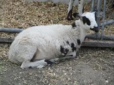 YWO WHETHER LAMBS - Photo 3
