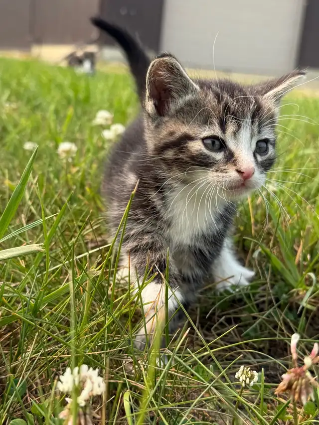 Kittens Looking for Forever Homes