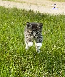 Kittens Looking for Forever Homes - Photo 2