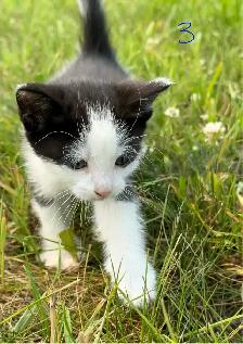 Kittens Looking for Forever Homes - Photo 3