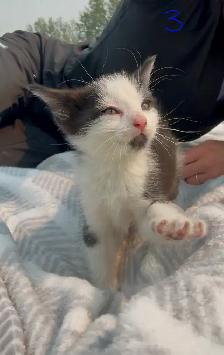 Kittens Looking for Forever Homes - Photo 4