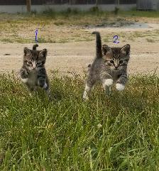 Kittens Looking for Forever Homes - Photo 5