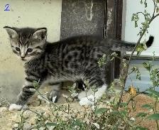 Kittens Looking for Forever Homes - Photo 6