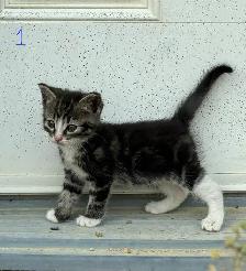 Kittens Looking for Forever Homes - Photo 7