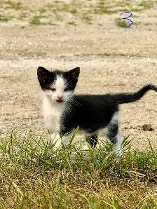Kittens Looking for Forever Homes - Photo 8