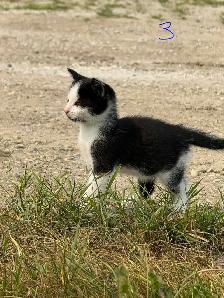 Kittens Looking for Forever Homes - Photo 9