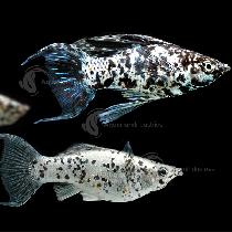 5 young adult Lyretail DALMATION MOLLIES – $20 for all
