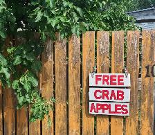 Free Crab Apples