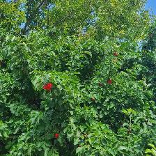 Free Crab Apples - Photo 2