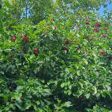 Free Crab Apples - Photo 3