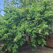 Free Crab Apples - Photo 4
