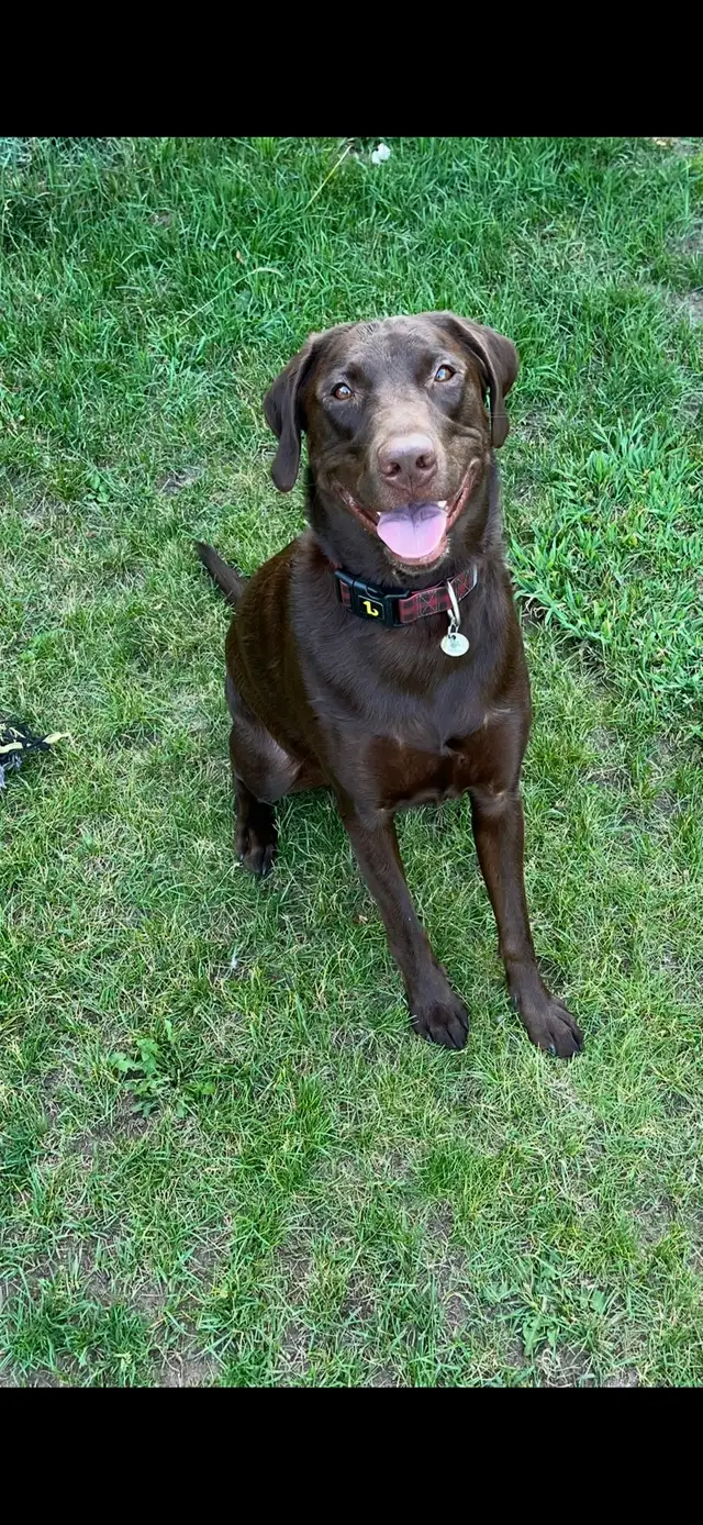 Dog for rehoming
