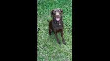 Dog for rehoming - Photo 2