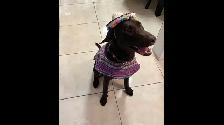 Dog for rehoming - Photo 3