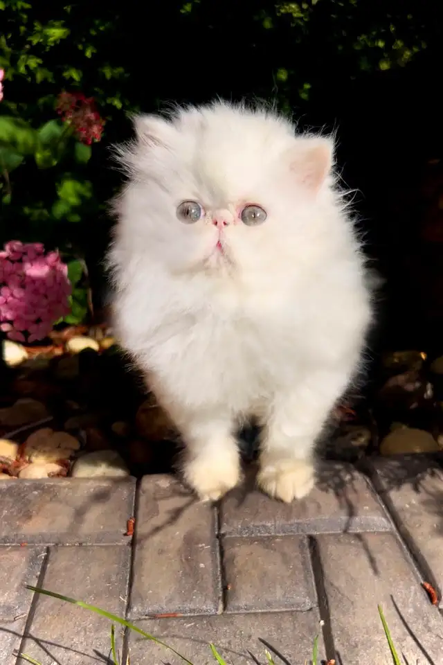 Fluffy Purebred Persians