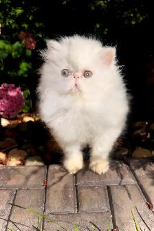 Fluffy Purebred Persians