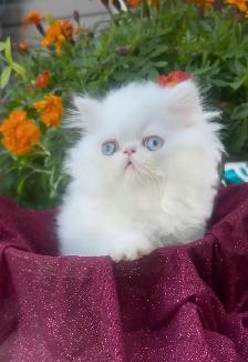 Fluffy Purebred Persians - Photo 2