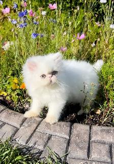 Fluffy Purebred Persians - Photo 3