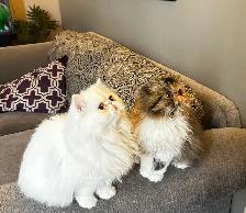 Fluffy Purebred Persians - Photo 4