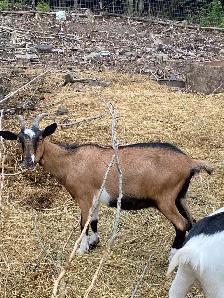 two AlpinexKiko does