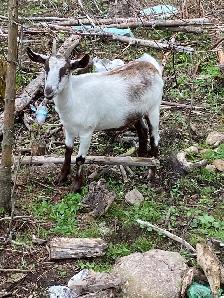 two AlpinexKiko does - Photo 2