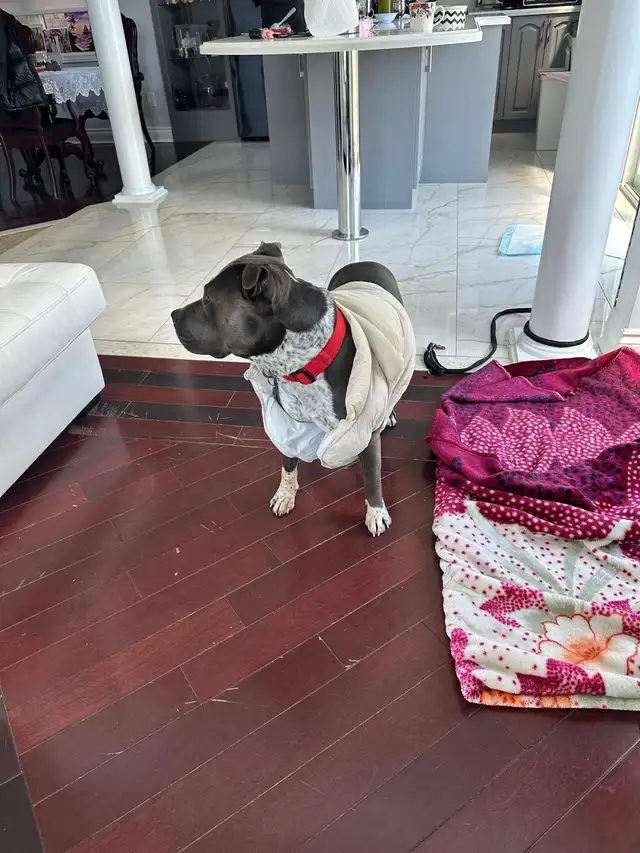 Rehoming Pitbull