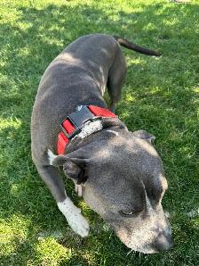Rehoming Pitbull - Photo 2