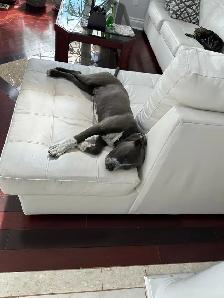 Rehoming Pitbull - Photo 3