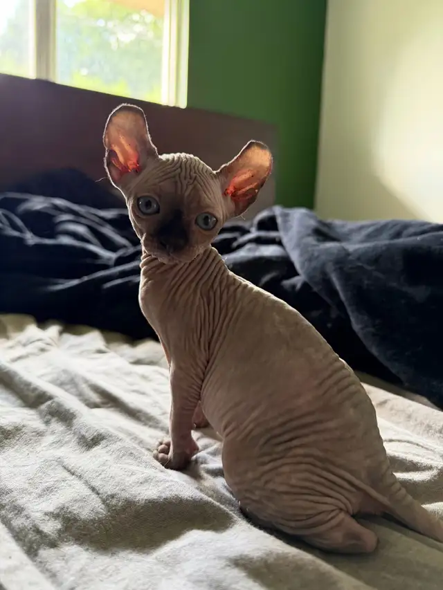 Chaton Sphynx à vendre