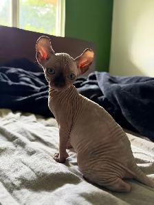 Chaton Sphynx à vendre