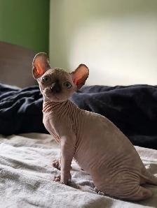Chaton Sphynx à vendre - Photo 2