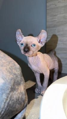 Chaton Sphynx à vendre - Photo 3