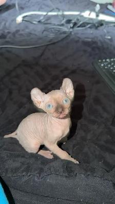Chaton Sphynx à vendre - Photo 4