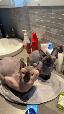 Chaton Sphynx à vendre - Photo 5
