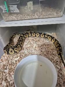 Female chocolate pastel YB 100% het green ghost