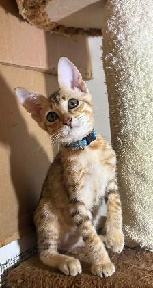 Chaton Savannah F5 mâle golden (collier bleu). Stérilisé.